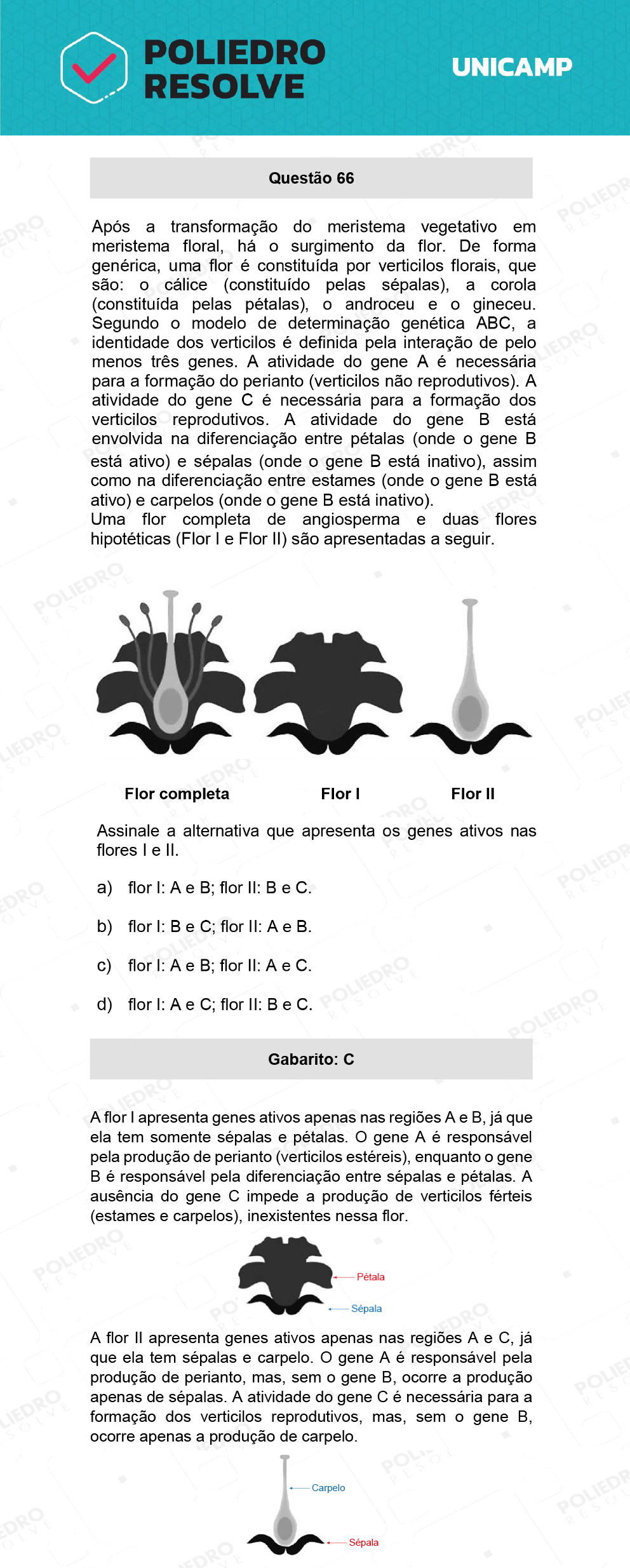 Questão 66 - 1ª Fase - 1º Dia - Q e X - UNICAMP 2022