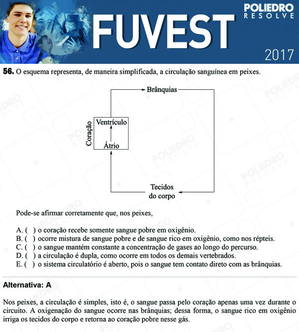 Questão 56 - 1ª Fase - FUVEST 2017