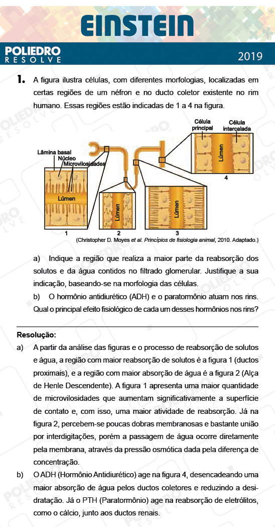 Dissertação 1 - Fase única - EINSTEIN 2019