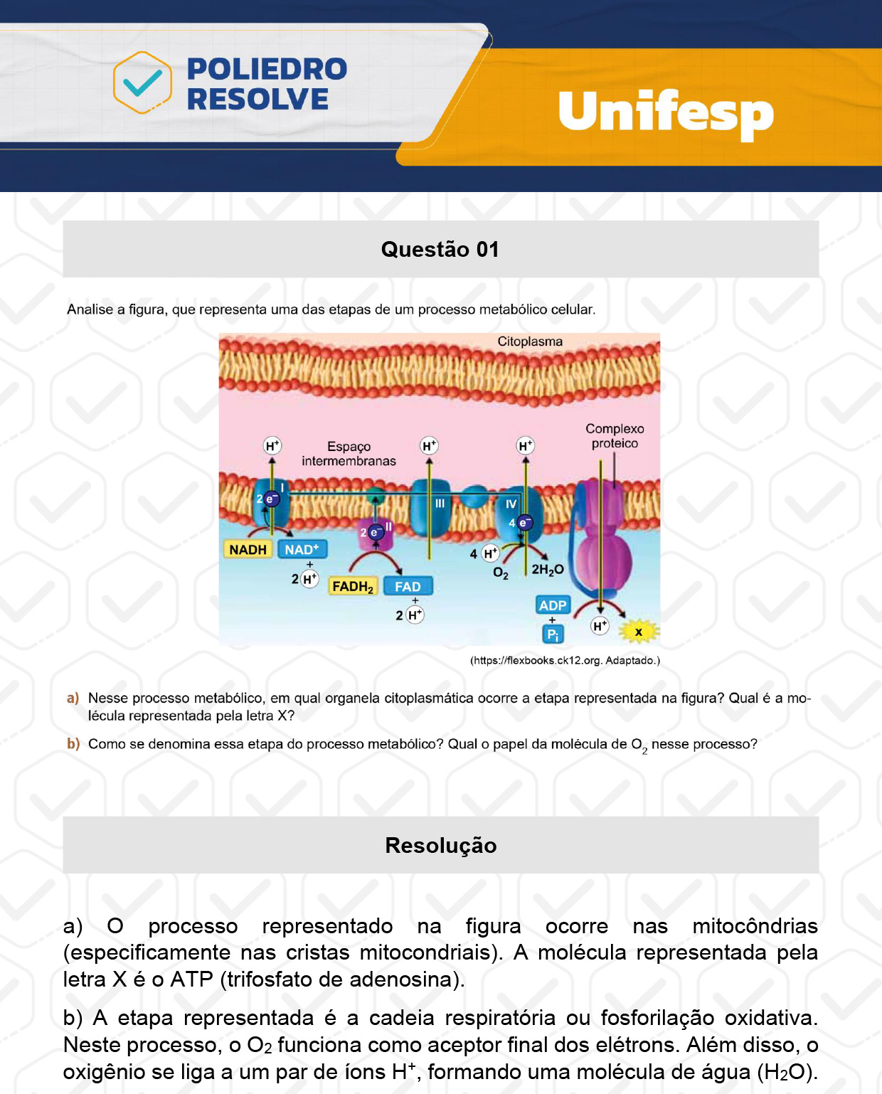 Dissertação 1 - 2º Dia - UNIFESP 2024