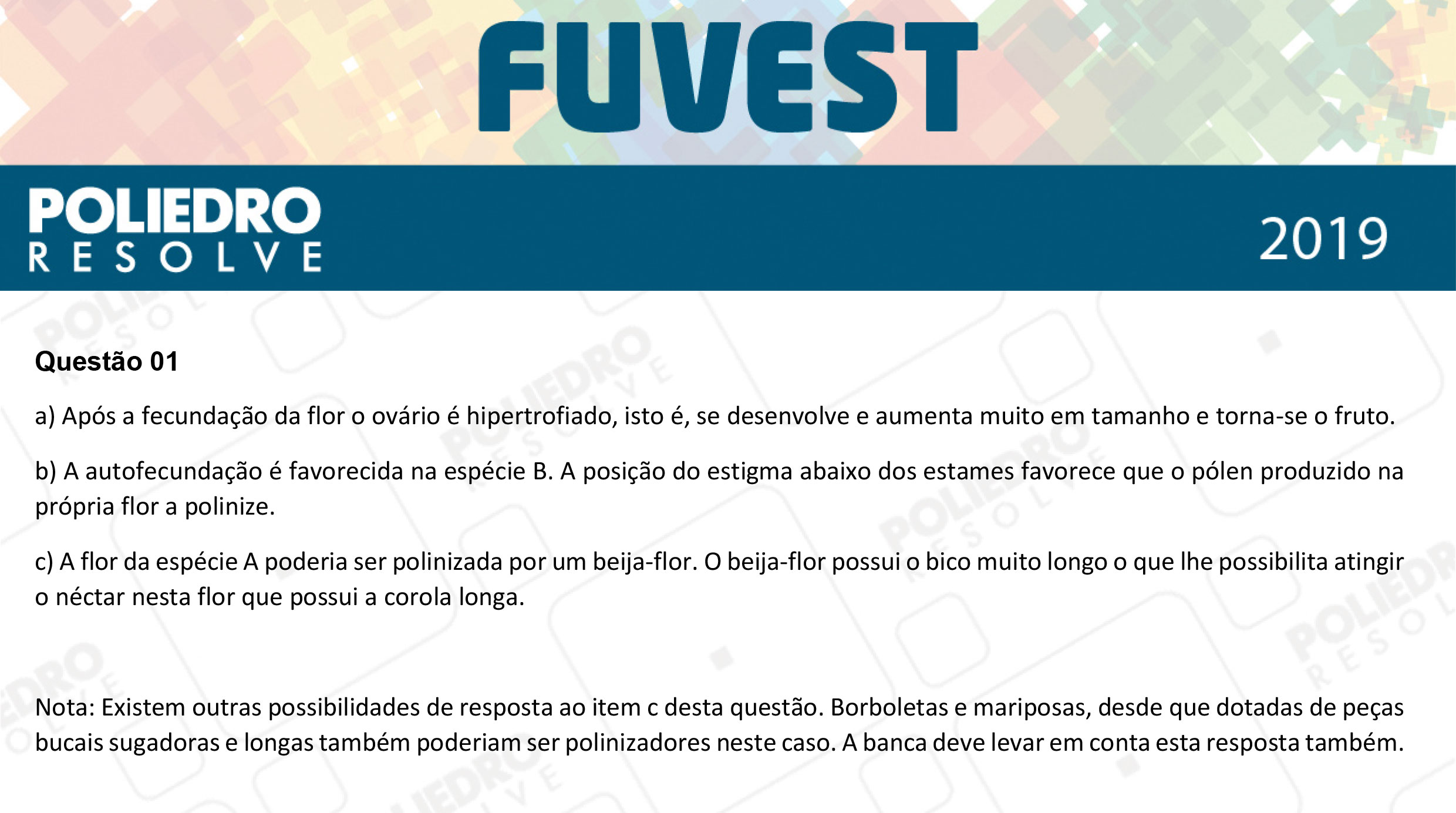 Dissertação 1 - 2ª Fase - 2º Dia - FUVEST 2019