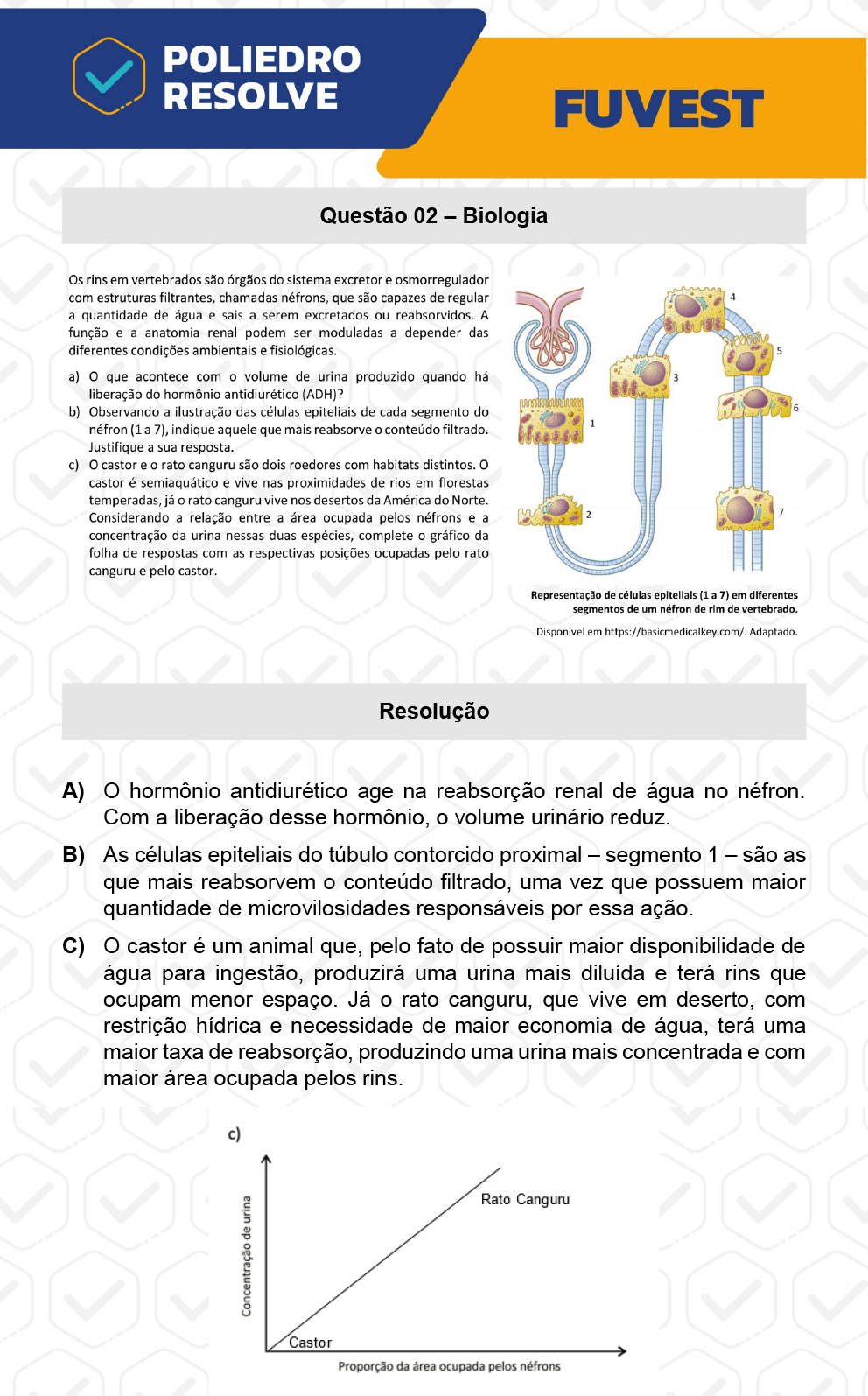 Dissertação 2 - 2ª Fase - 2º Dia - FUVEST 2023