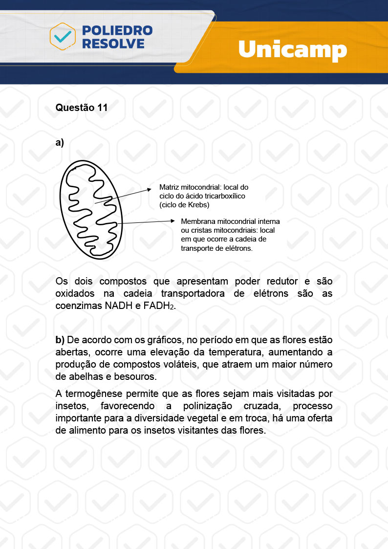 Dissertação 11 - 2ª Fase - 2º Dia - UNICAMP 2024